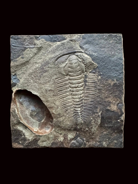 Redlichia chinensis Trilobite Fossil from Cambrian Period, China - FossilsAndMore