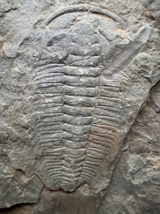 Redlichia chinensis Trilobite Fossil from Cambrian Period, China - FossilsAndMore
