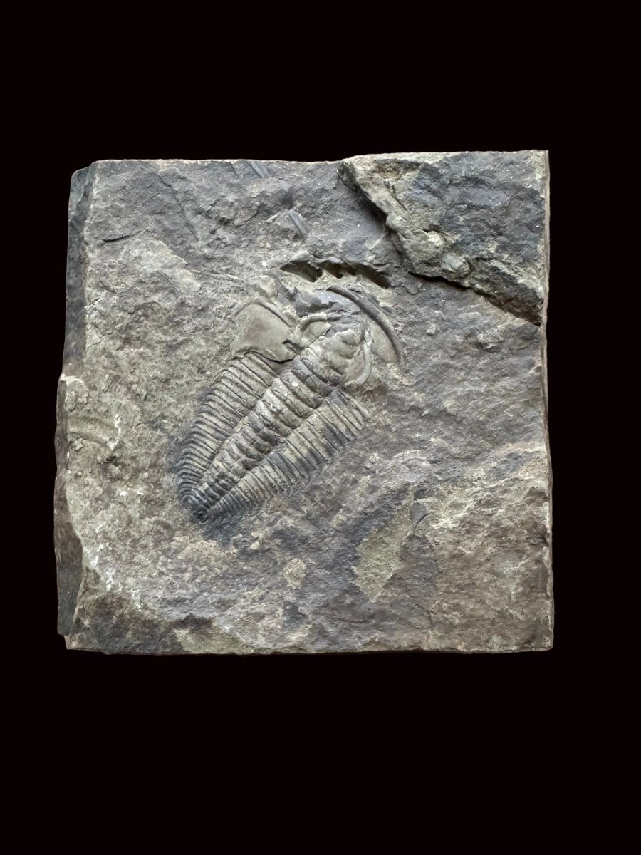 Redlichia chinensis Trilobite Fossil from Cambrian Period, China - FossilsAndMore