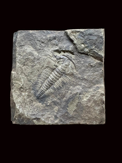 Redlichia chinensis Trilobite Fossil from Cambrian Period, China - FossilsAndMore