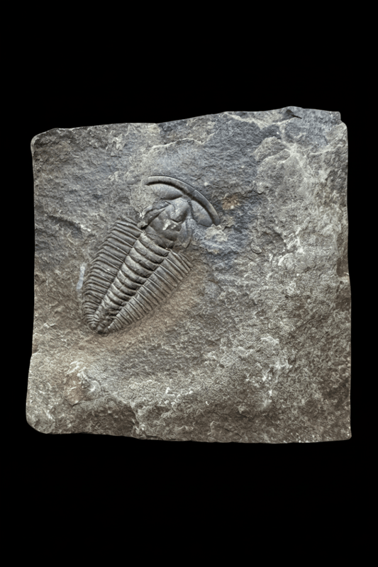 Redlichia chinensis Trilobite Fossil from Cambrian Period, China - FossilsAndMore