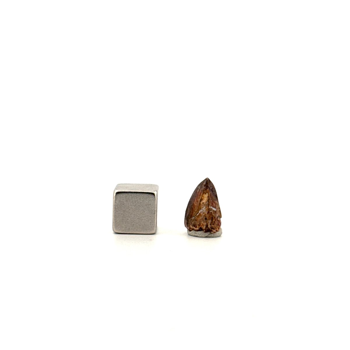Redondasaurus, Phytosaur fossils tooth from Late Triassic, USA | 0.46" - FossilsAndMore