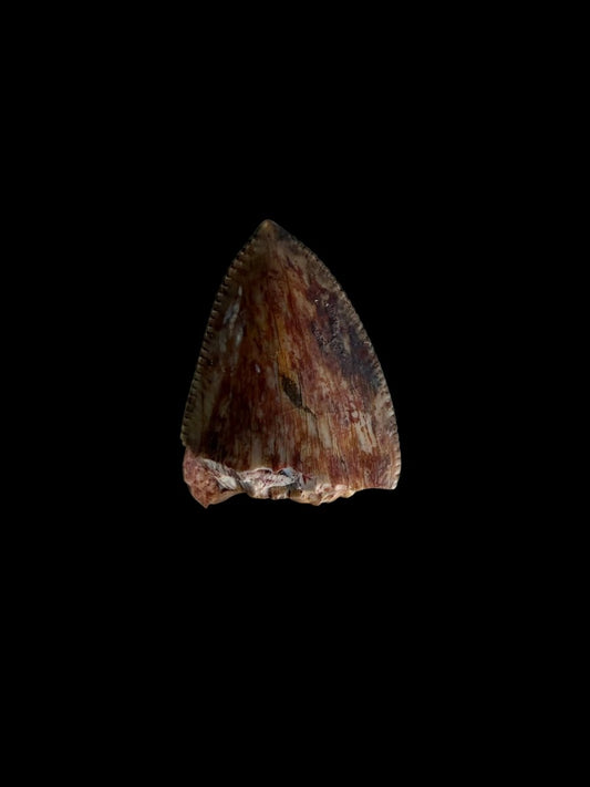 Redondasaurus, Phytosaur fossils tooth from Late Triassic, USA | 0.46" - FossilsAndMore