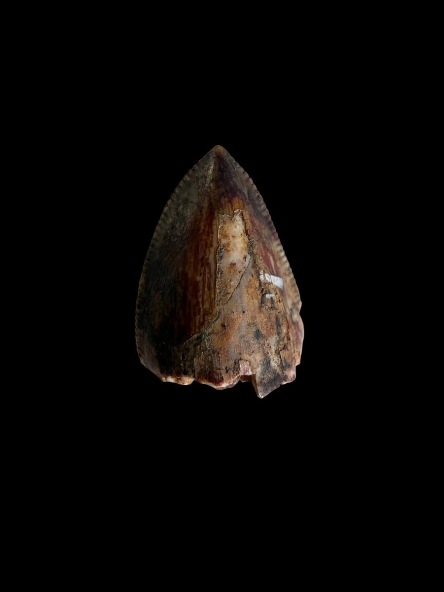 Redondasaurus, Phytosaur fossils tooth from Late Triassic, USA | 0.46" - FossilsAndMore