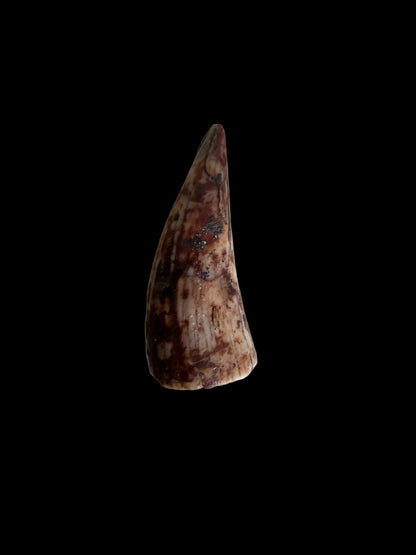 Redondasaurus, Phytosaur fossils tooth from Late Triassic, USA | 0.53" - FossilsAndMore