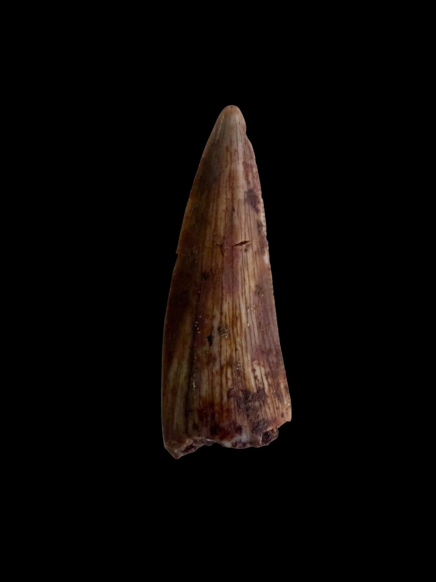 Redondasaurus, Phytosaur fossils tooth from Late Triassic, USA | 0.60" - FossilsAndMore