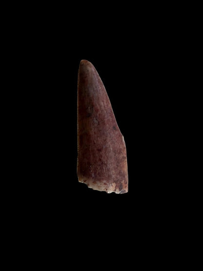 Redondasaurus, Phytosaur fossils tooth from Late Triassic, USA | 0.61" - FossilsAndMore