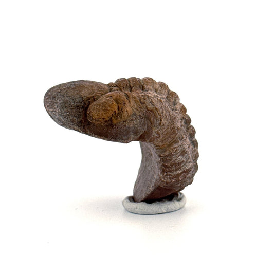 Reedops, Devonian Rolled - up Trilobite fossil from Morocco (2.30") - FossilsAndMore