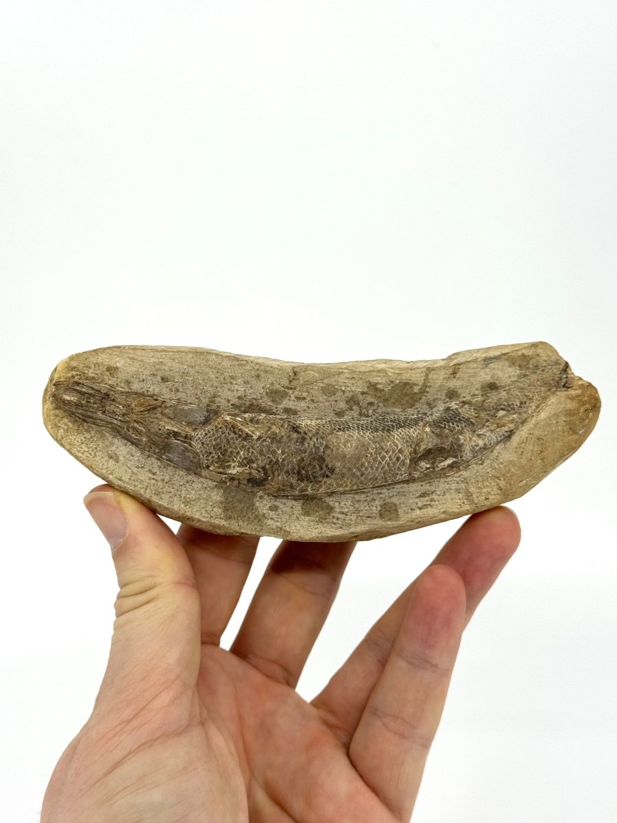 Rhacolepis buccalis Fossil Fish from Brazil, Authentic Cretaceous Fish - FossilsAndMore