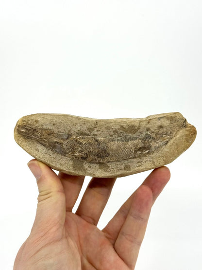 Rhacolepis buccalis Fossil Fish from Brazil, Authentic Cretaceous Fish - FossilsAndMore