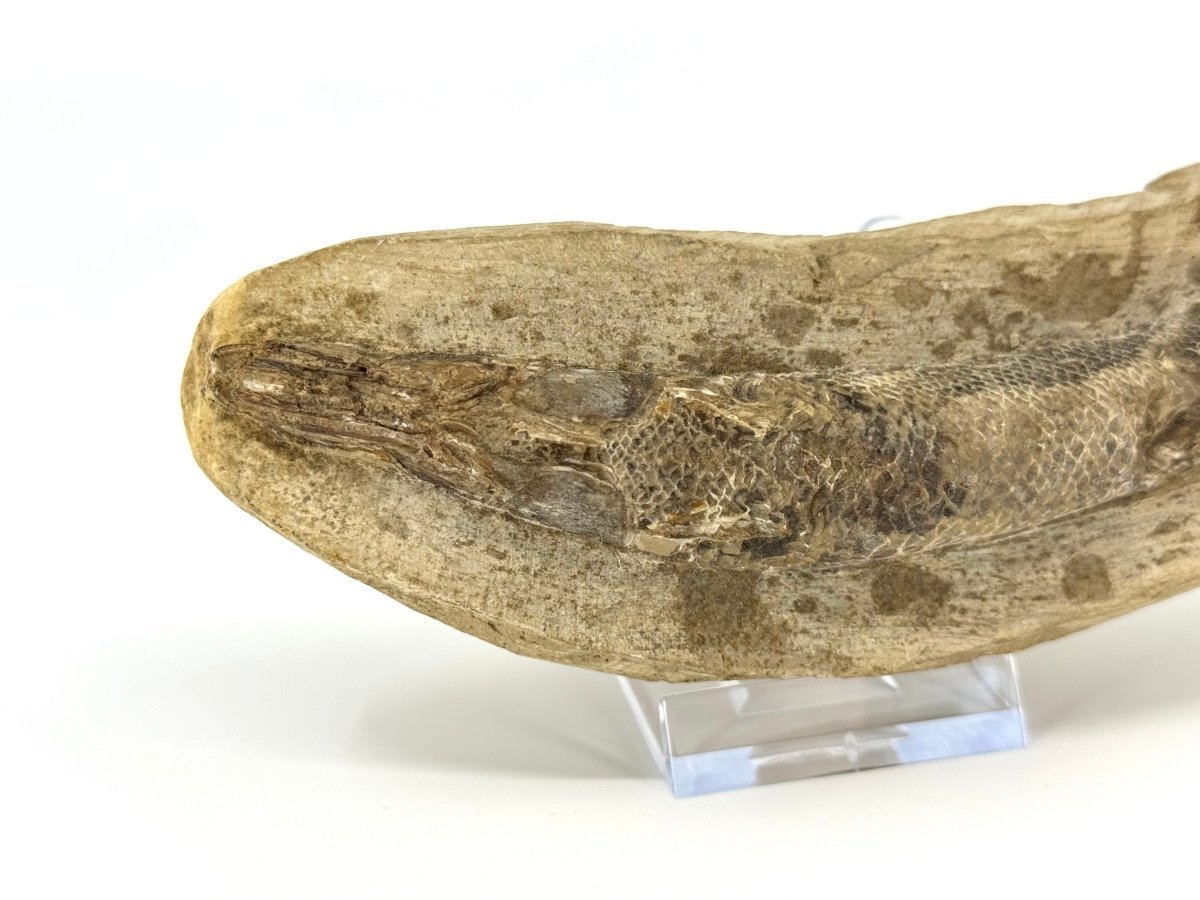 Rhacolepis buccalis Fossil Fish from Brazil, Authentic Cretaceous Fish - FossilsAndMore