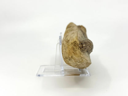 Rhacolepis buccalis Fossil Fish from Brazil, Authentic Cretaceous Fish - FossilsAndMore