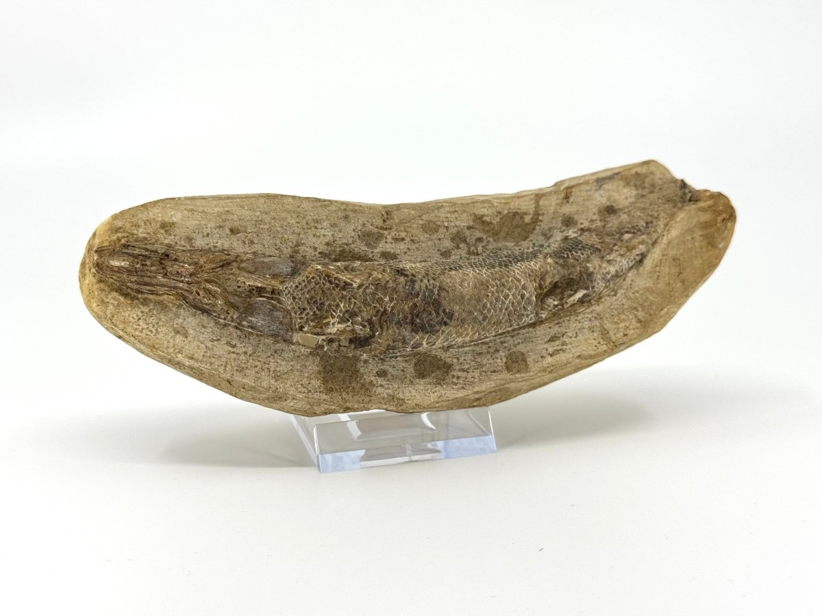 Rhacolepis buccalis Fossil Fish from Brazil, Authentic Cretaceous Fish - FossilsAndMore