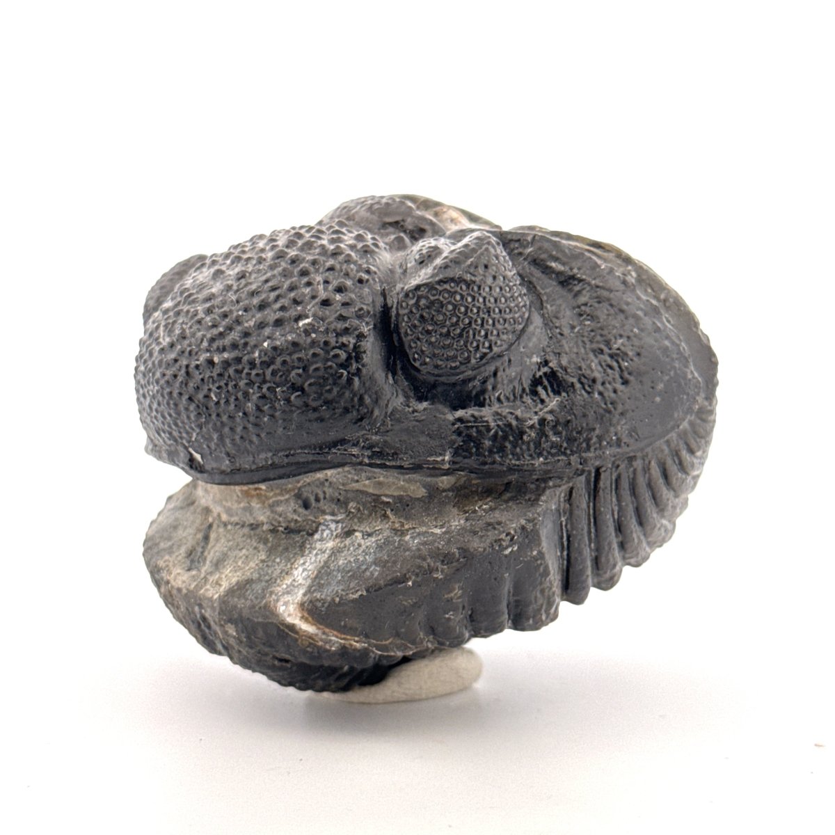 Rolled-up Drotops megalomanicus Trilobite Fossil from Morocco | 4.6" - FossilsAndMore