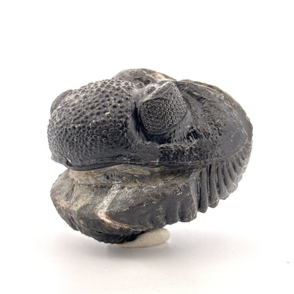 Rolled-up Drotops megalomanicus Trilobite Fossil from Morocco | 4.6" - FossilsAndMore