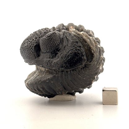 Rolled-up Drotops megalomanicus Trilobite Fossil from Morocco | 4.6" - FossilsAndMore