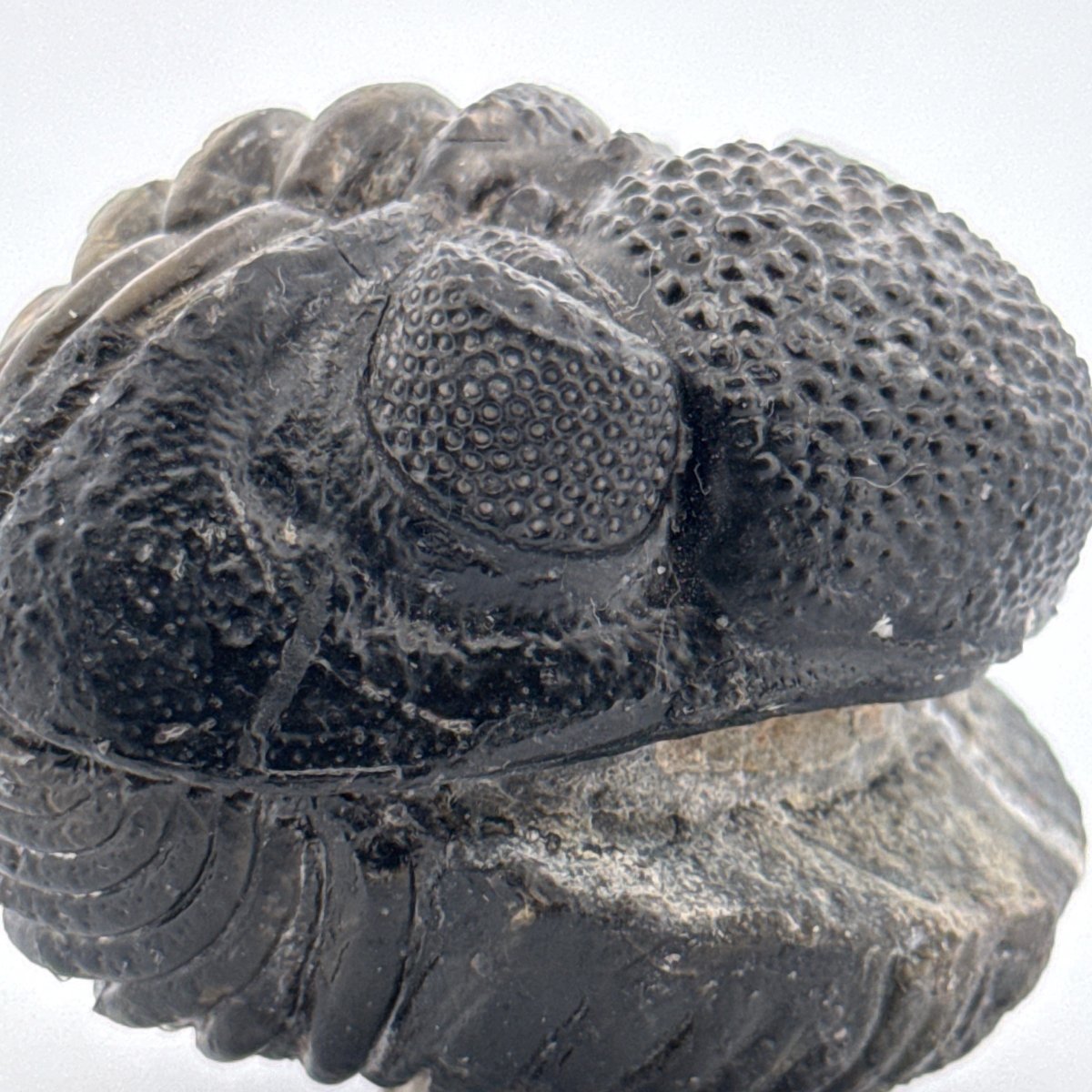Rolled-up Drotops megalomanicus Trilobite Fossil from Morocco | 4.6" - FossilsAndMore