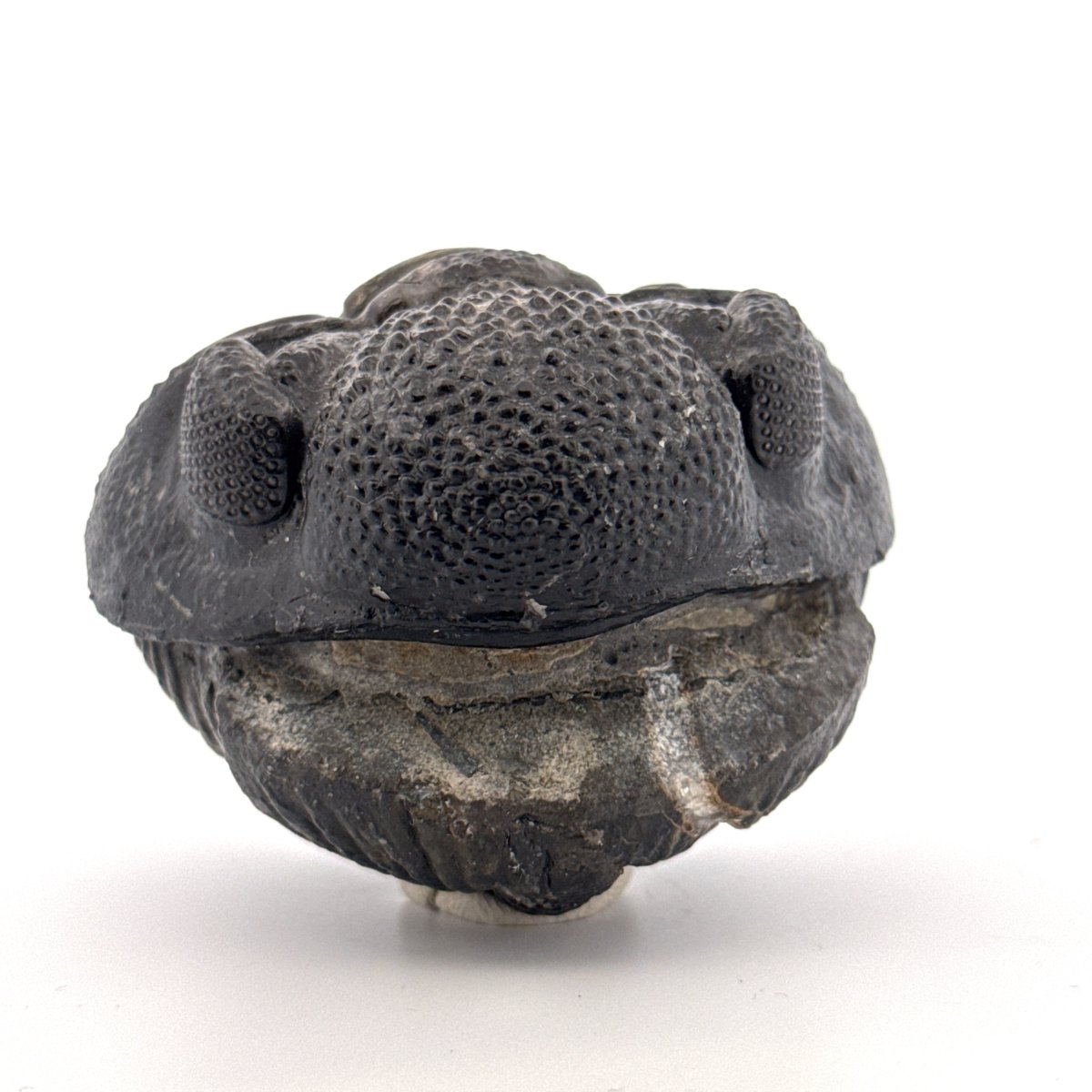 Rolled-up Drotops megalomanicus Trilobite Fossil from Morocco | 4.6" - FossilsAndMore