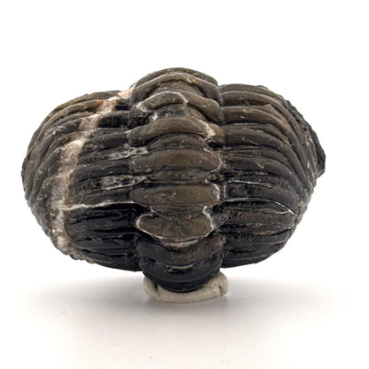 Rolled-up Drotops megalomanicus Trilobite Fossil from Morocco | 4.6" - FossilsAndMore