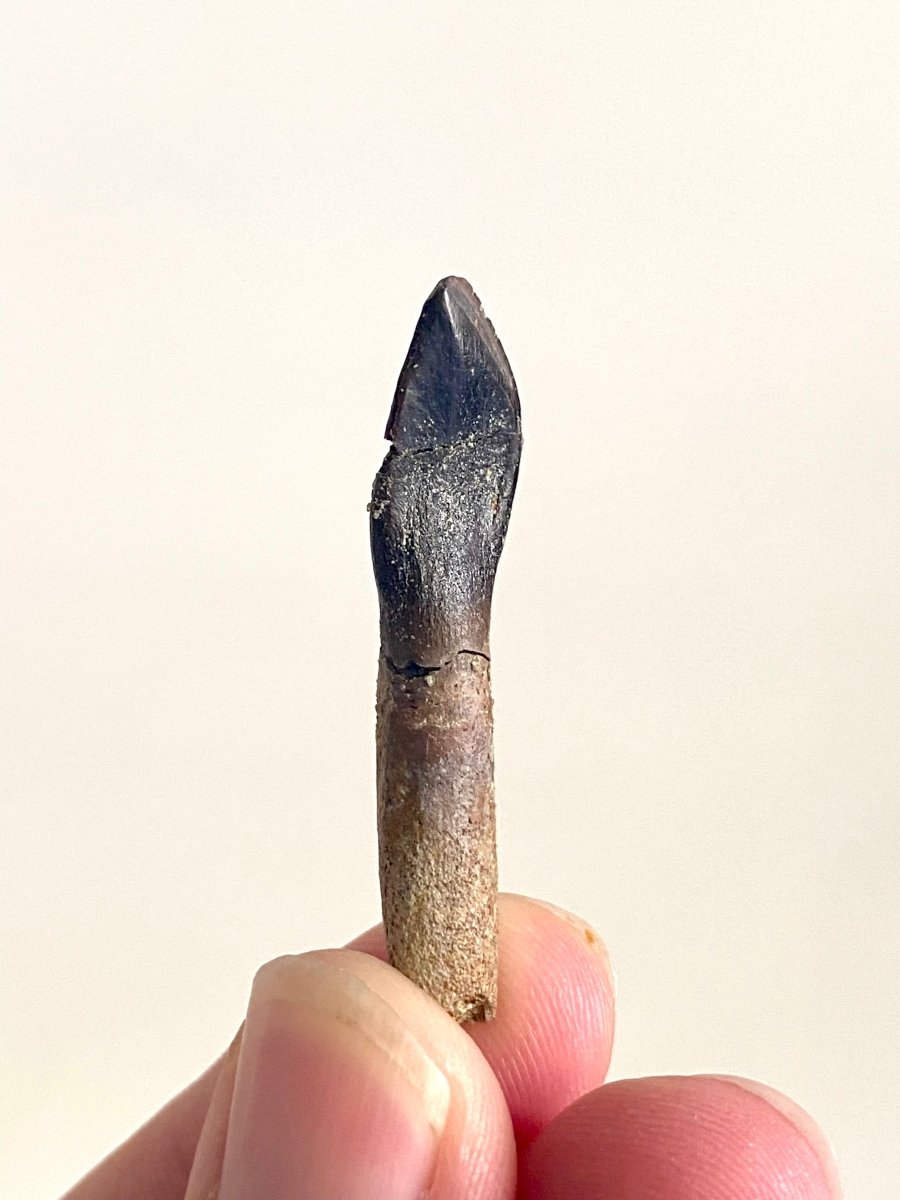 Rooted Archaeodontosaurus fossil Tooth (1.68") – Jurassic Period, Madagascar - FossilsAndMore