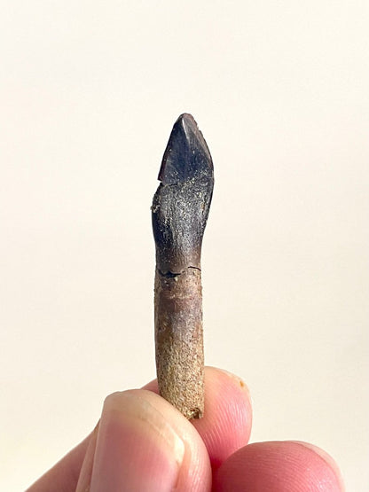 Rooted Archaeodontosaurus fossil Tooth (1.68") – Jurassic Period, Madagascar - FossilsAndMore