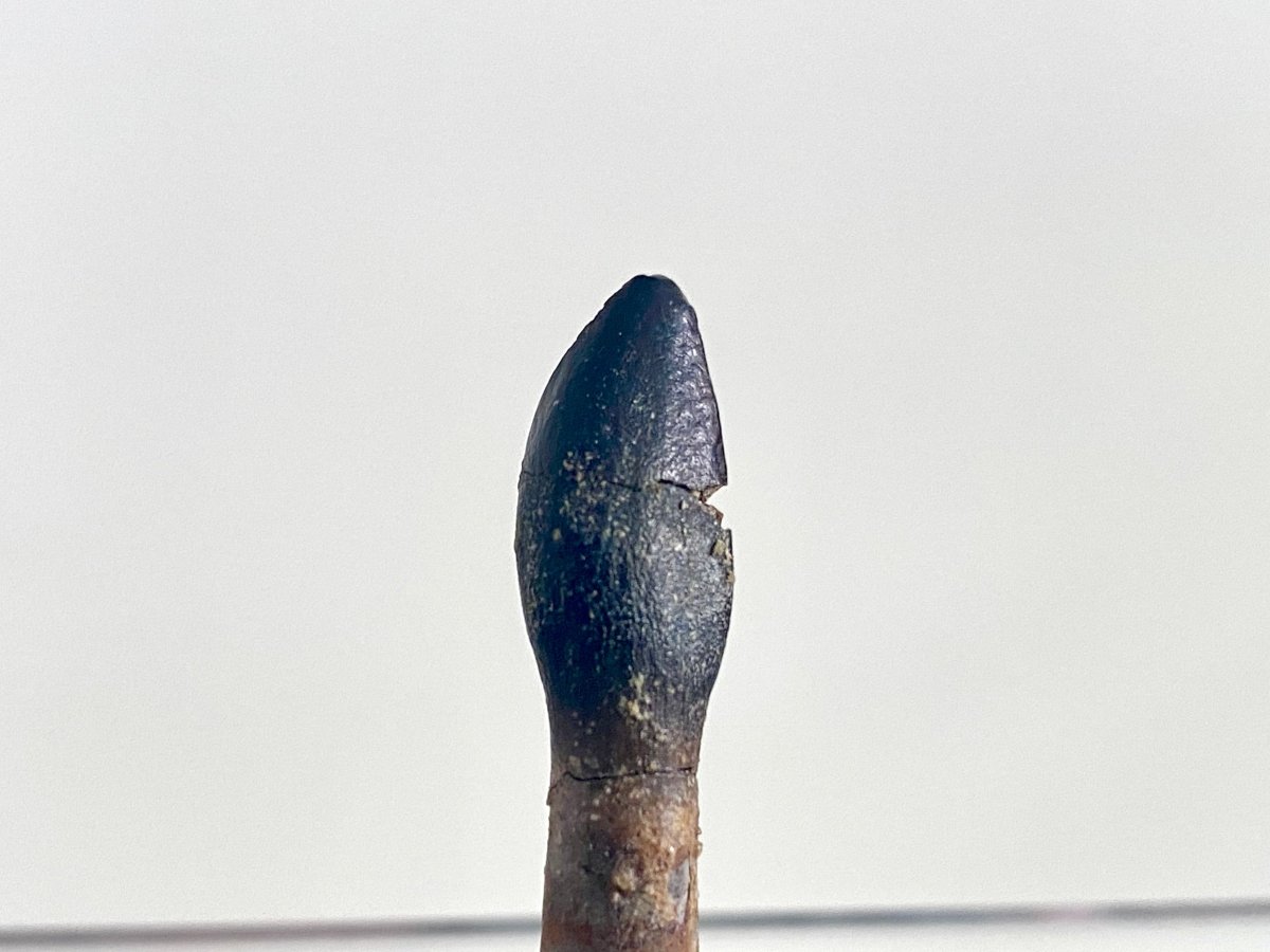 Rooted Archaeodontosaurus fossil Tooth (1.68") – Jurassic Period, Madagascar - FossilsAndMore