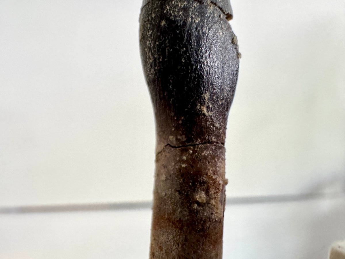 Rooted Archaeodontosaurus fossil Tooth (1.68") – Jurassic Period, Madagascar - FossilsAndMore