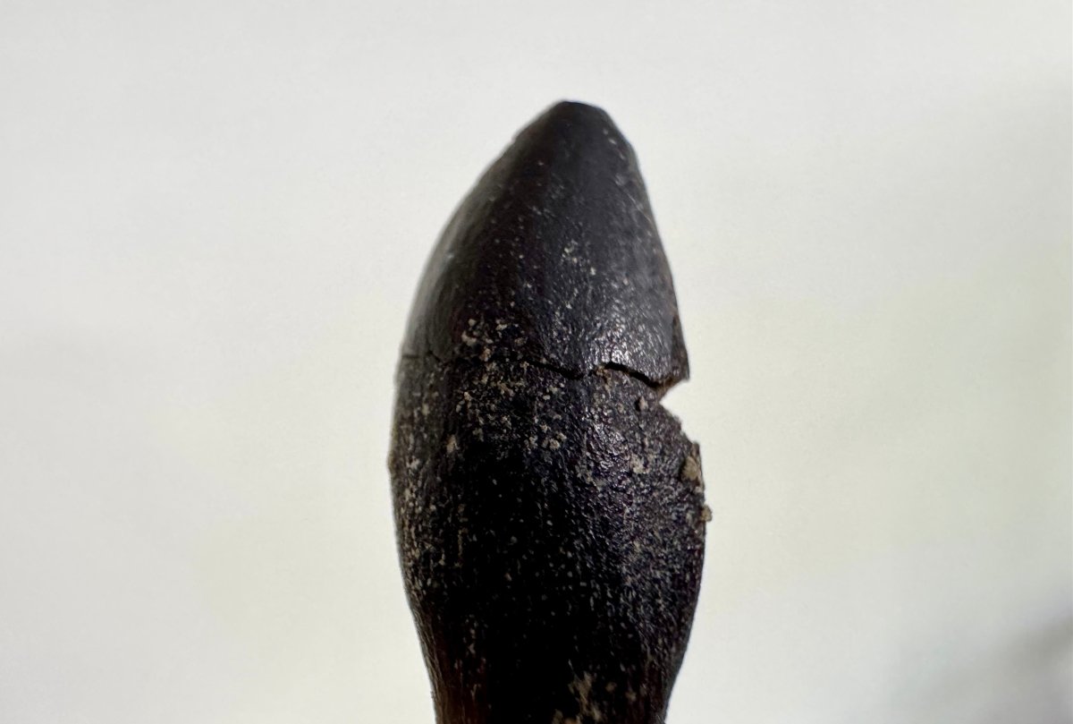 Rooted Archaeodontosaurus fossil Tooth (1.68") – Jurassic Period, Madagascar - FossilsAndMore