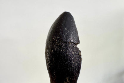 Rooted Archaeodontosaurus fossil Tooth (1.68") – Jurassic Period, Madagascar - FossilsAndMore