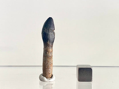 Rooted Archaeodontosaurus fossil Tooth (1.68") – Jurassic Period, Madagascar - FossilsAndMore