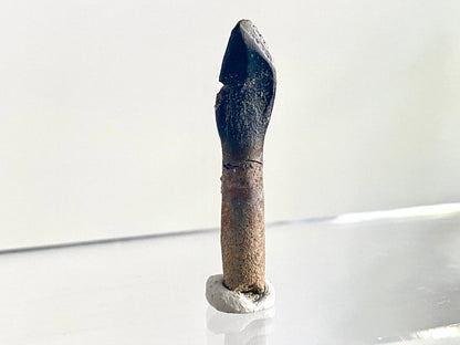 Rooted Archaeodontosaurus fossil Tooth (1.68") – Jurassic Period, Madagascar - FossilsAndMore