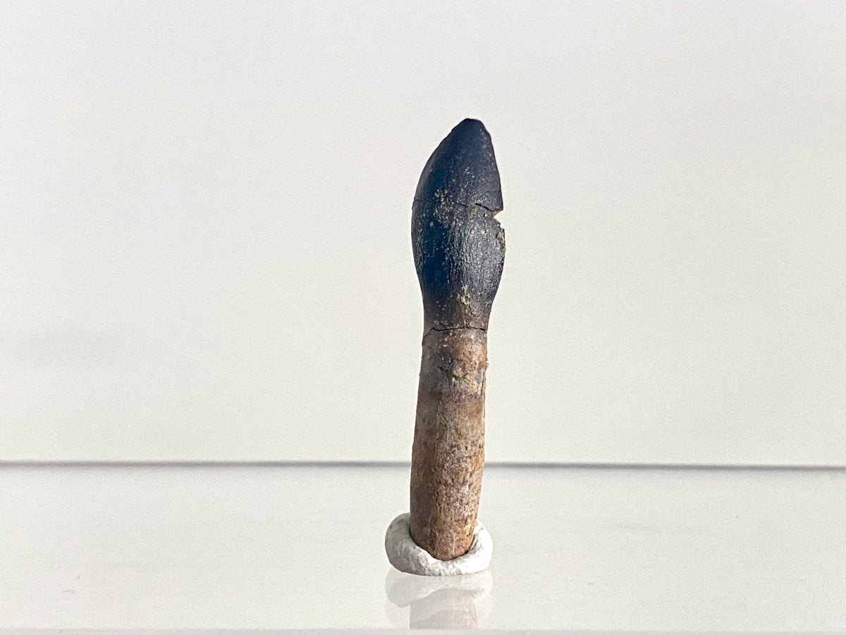 Rooted Archaeodontosaurus fossil Tooth (1.68") – Jurassic Period, Madagascar - FossilsAndMore