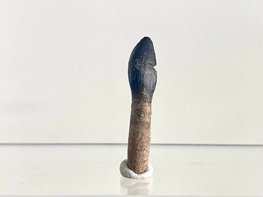 Rooted Archaeodontosaurus fossil Tooth (1.68") – Jurassic Period, Madagascar - FossilsAndMore