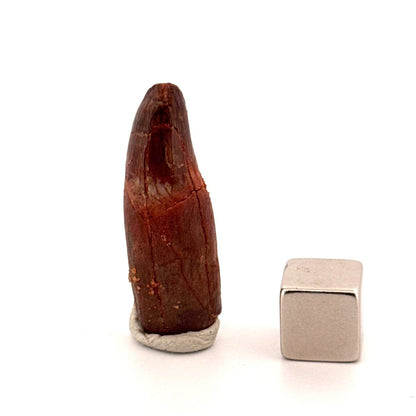 Rooted Elosuchus cherifiensis Fossil Tooth from Morocco (1.31") - FossilsAndMore