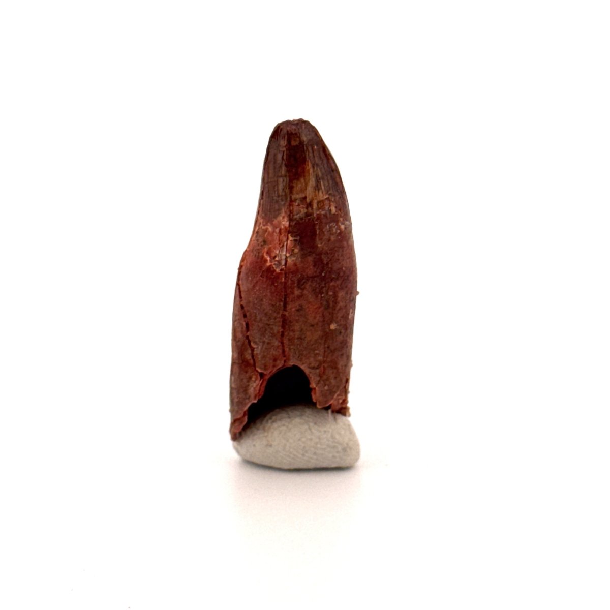 Rooted Elosuchus cherifiensis Fossil Tooth from Morocco (1.31") - FossilsAndMore