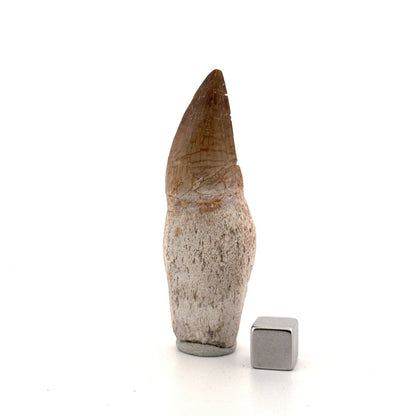 Rooted Mosasaur tooth from Late Cretaceous, Morocco (2.65") - FossilsAndMore