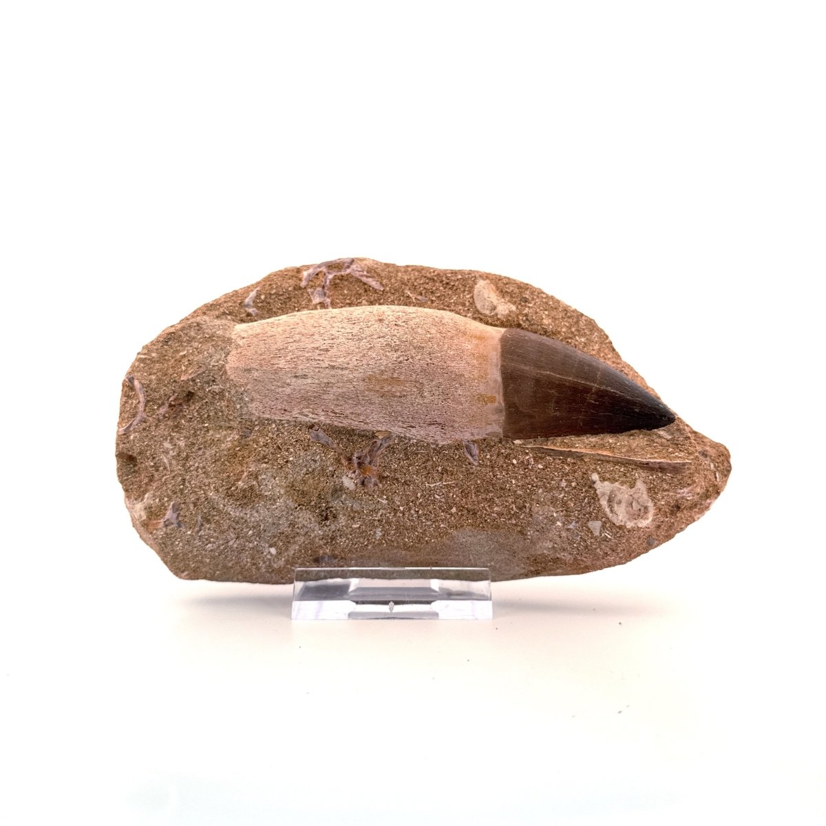 Rooted Mosasaur Tooth on Matrix (3.63") – Morocco, Late Cretaceous - FossilsAndMore