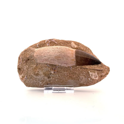 Rooted Mosasaur Tooth on Matrix (3.63") – Morocco, Late Cretaceous - FossilsAndMore