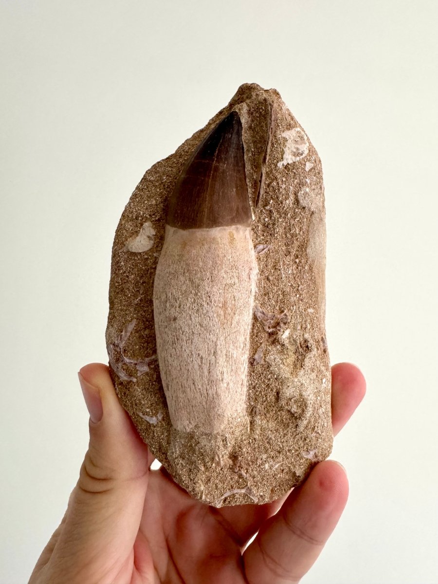 Rooted Mosasaur Tooth on Matrix (3.63") – Morocco, Late Cretaceous - FossilsAndMore
