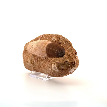 Rooted Mosasaur Tooth on Matrix (3.63") – Morocco, Late Cretaceous - FossilsAndMore