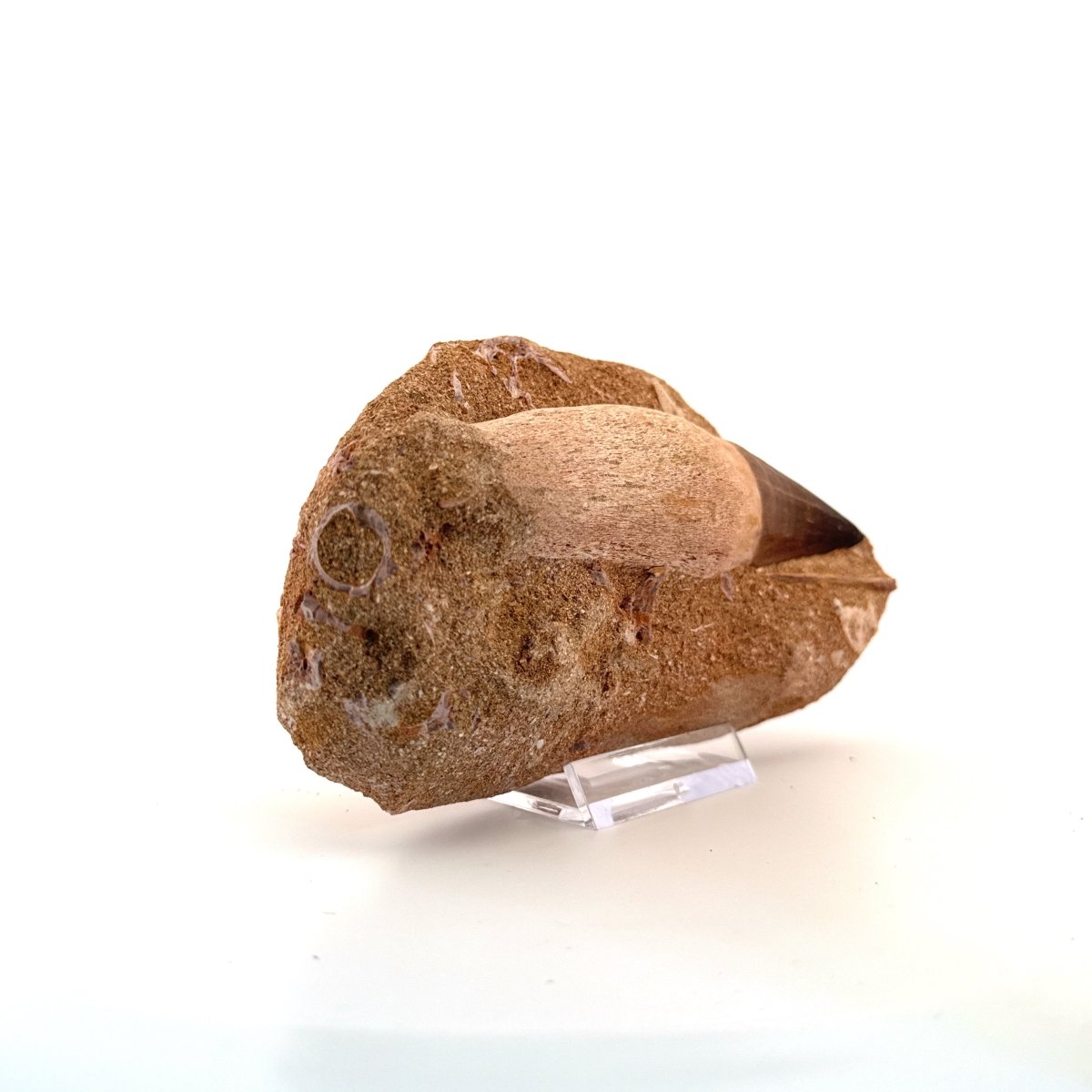 Rooted Mosasaur Tooth on Matrix (3.63") – Morocco, Late Cretaceous - FossilsAndMore