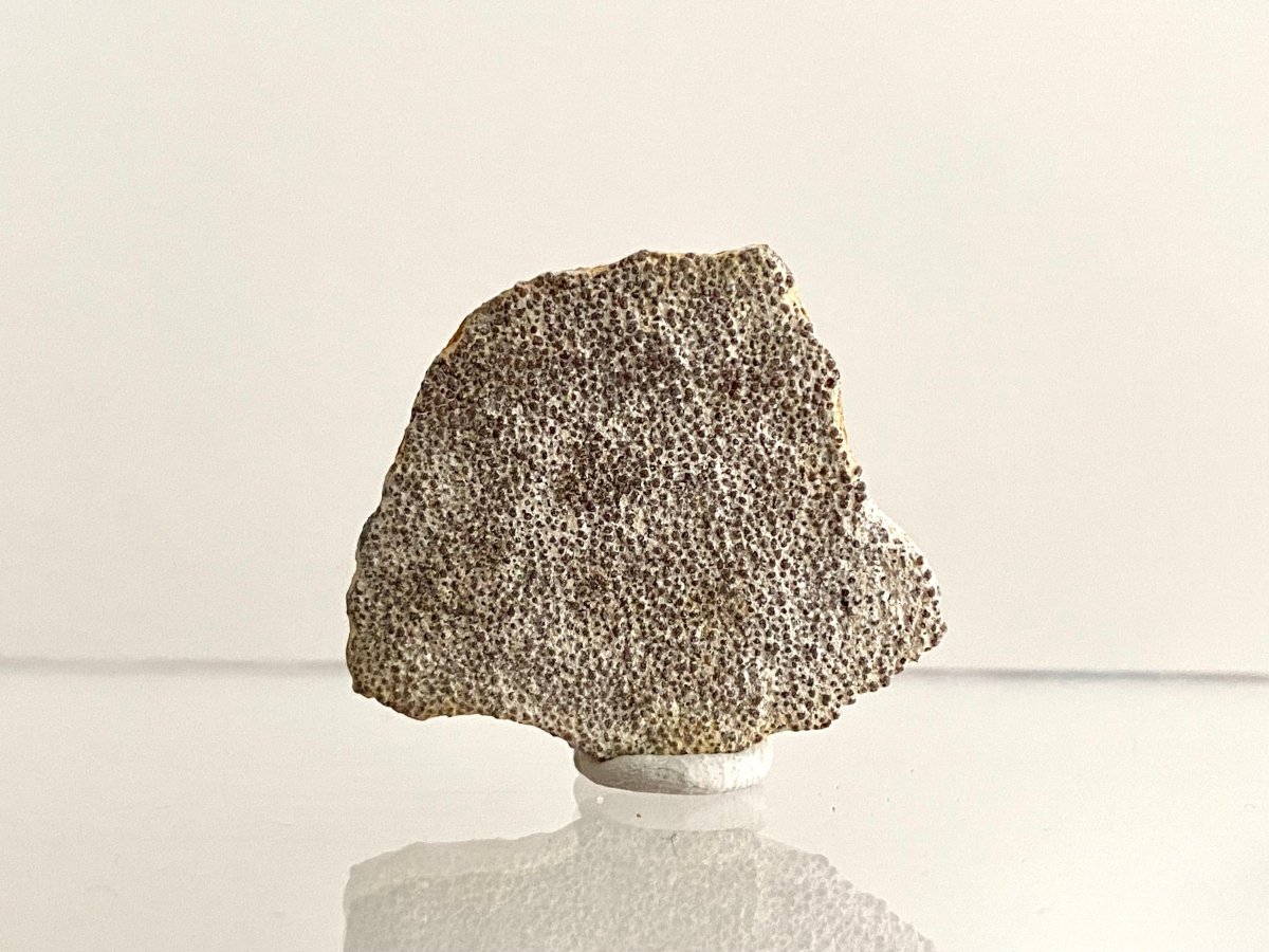 Saltasaurus Dinosaur Eggshell Fossil (1.31") - Cretaceous, Argentina - FossilsAndMore