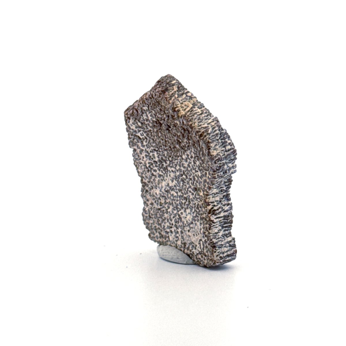 Saltasaurus Dinosaur Eggshell Fossil (1.33") from Cretaceous, Argentina - FossilsAndMore