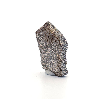 Saltasaurus Dinosaur Eggshell Fossil (1.33") from Cretaceous, Argentina - FossilsAndMore