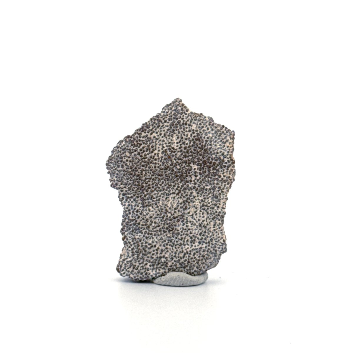 Saltasaurus Dinosaur Eggshell Fossil (1.33") from Cretaceous, Argentina - FossilsAndMore