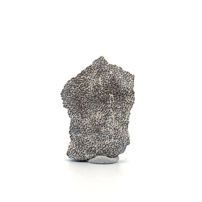 Saltasaurus Dinosaur Eggshell Fossil (1.33") from Cretaceous, Argentina - FossilsAndMore