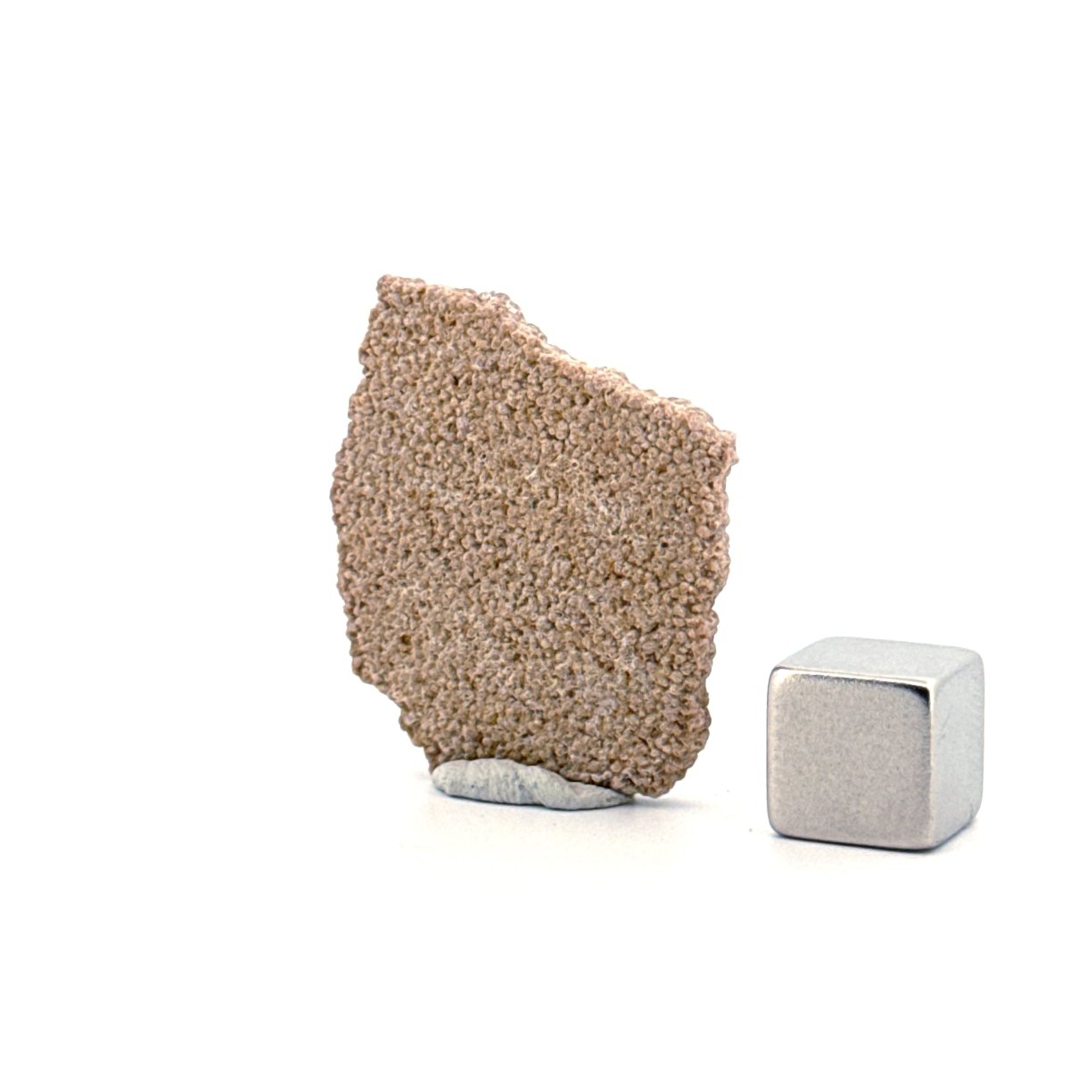 Saltasaurus Dinosaur Eggshell Fossil (1.34") from Cretaceous, Argentina - FossilsAndMore