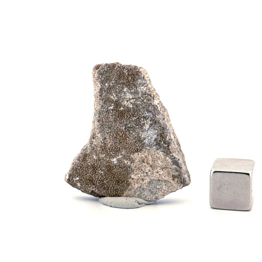 Saltasaurus Dinosaur Eggshell Fossil (1.41") from Cretaceous, Argentina - FossilsAndMore