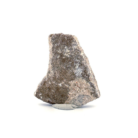 Saltasaurus Dinosaur Eggshell Fossil (1.41") from Cretaceous, Argentina - FossilsAndMore