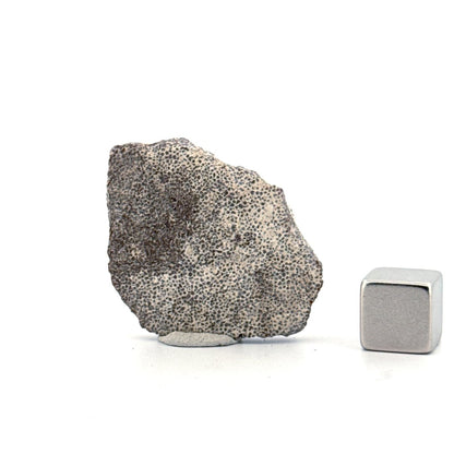 Saltasaurus Dinosaur Eggshell Fossil (1.42") from Cretaceous, Argentina - FossilsAndMore